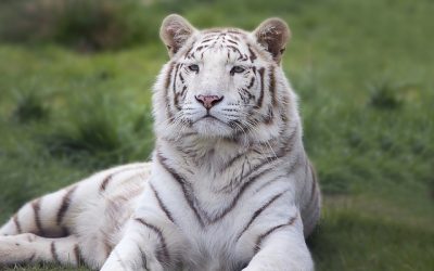 Le tigre, un atout pour le Népal (août 2018)